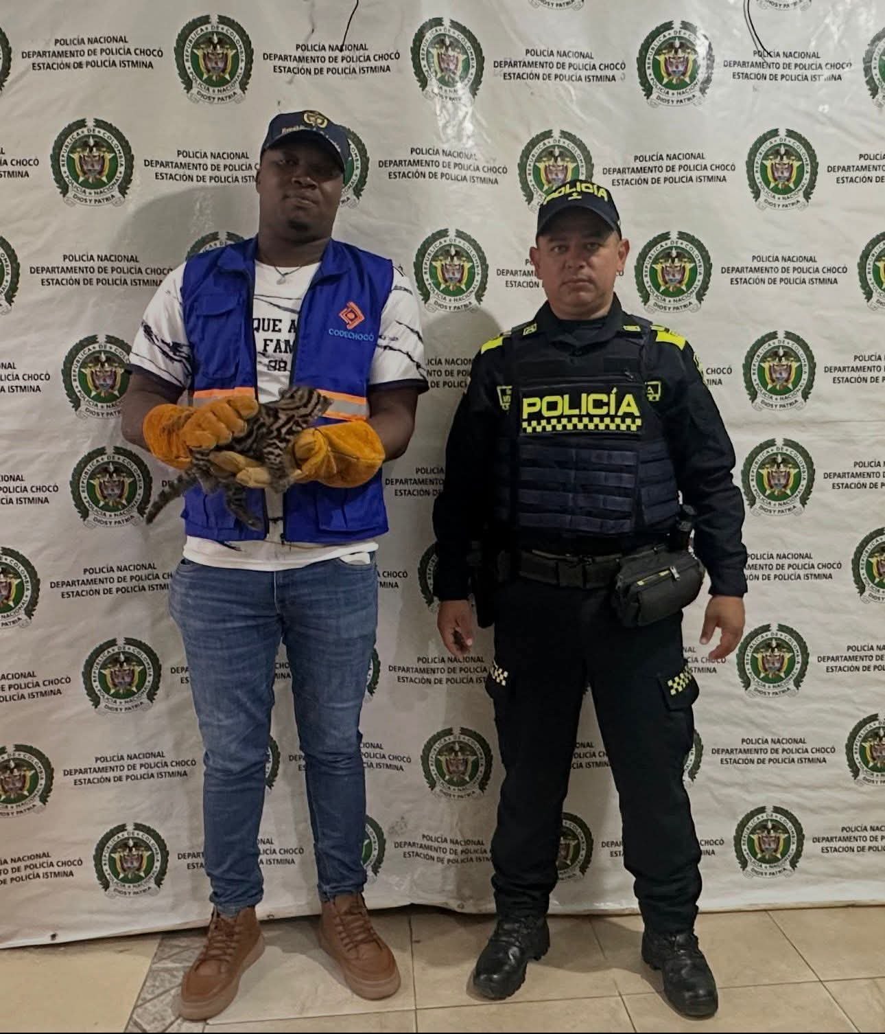 TIGRILLO RESCATADO Y DEVUELTO A SU HÁBITAT EN ISTMINA